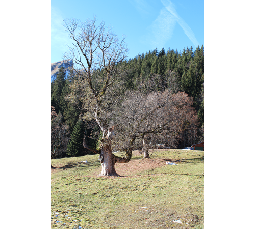 November 2012 im Allgäu (6)